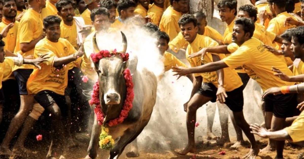 Tamil Nadu's Jalikattu to be organised for the first time in Sri Lanka